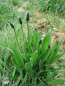 plantago.jpg