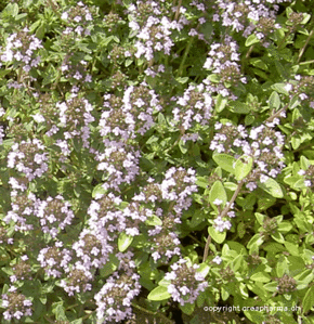 thym-serpollets.gif