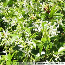 trachelospermum-jasminoides.jpg