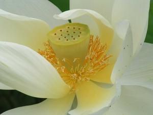 fleur-lotus-jardin-dordogne-sarlat-323945.jpg