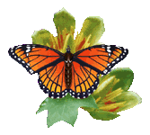 papillon-074.gif