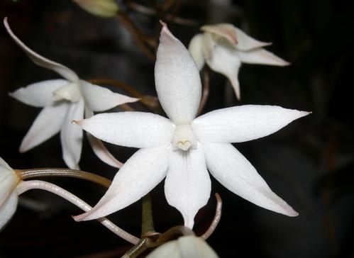 AerangisBiloba.JPG