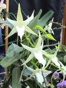 Angraecum-sesquipedale.jpg