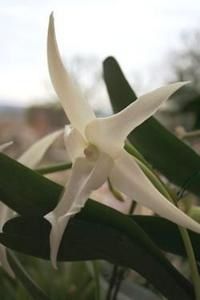 Angraecum-sesquipedale1.jpg