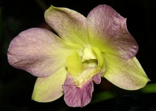 DendroIlanz2.JPG