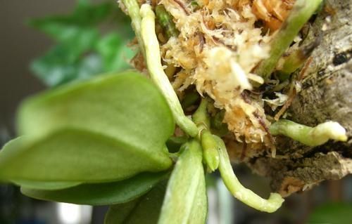 GastrochilusJaponicum.JPG
