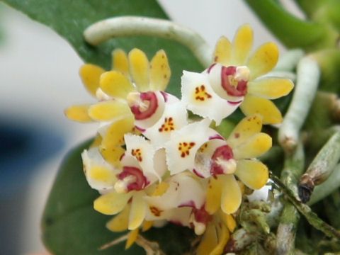 GastrochilusJaponicus.jpg