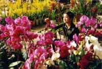 OrchidViet.jpg