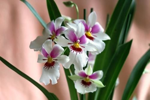 PICT2729.jpg