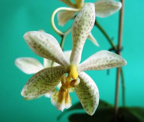 Phal-stuariana-x-Phal-mannii-var.-flava.JPG