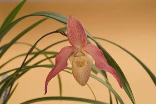 Phragmipedium.jpg