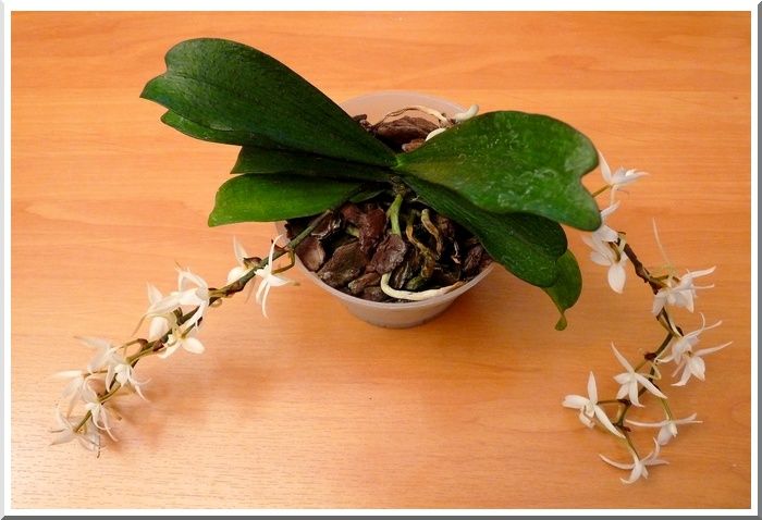 AerangisBilobaDéc2009Pot
