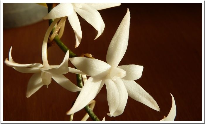 AerangisFleur