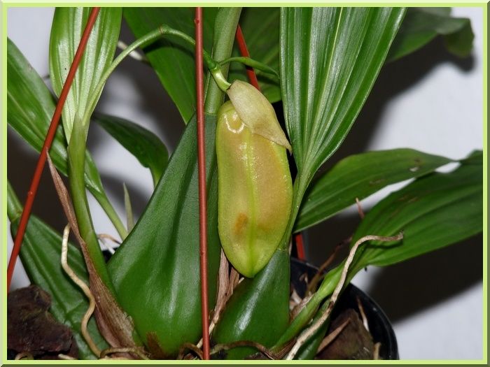 CoelogyneSpeciosaBouton2