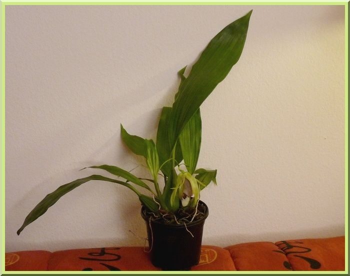 CoelogyneSpeciosaFleur