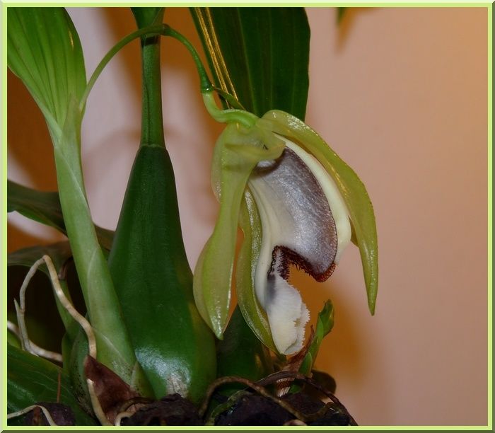 CoelogyneSpeciosaFleur2