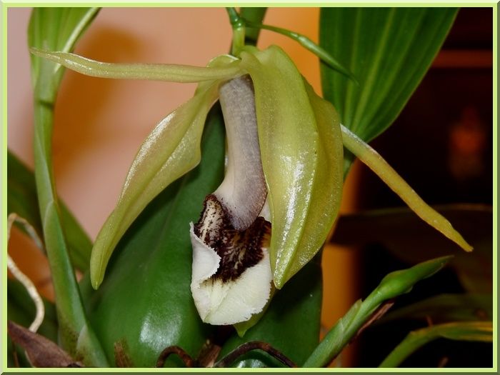 CoelogyneSpeciosaFleur3