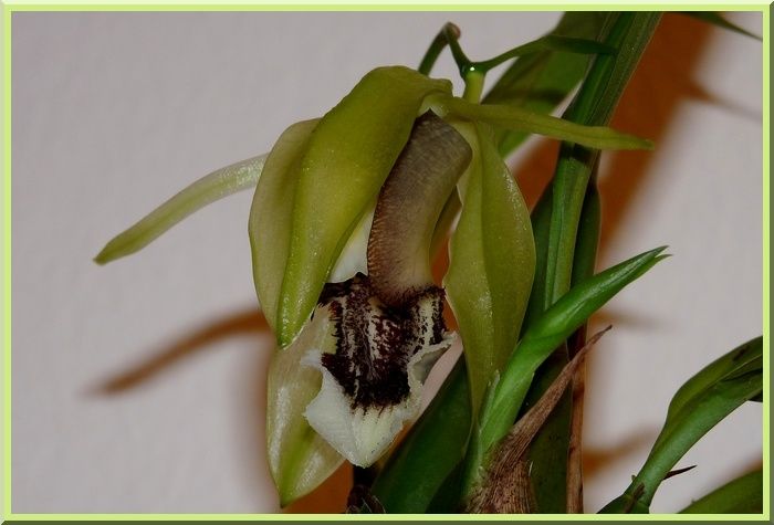 CoelogyneSpeciosaFleur4