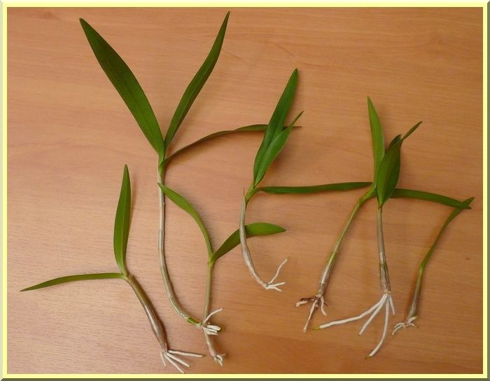 DendroKingianiumKeikis