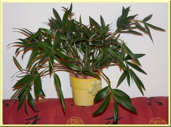 DendroKingianiumPot