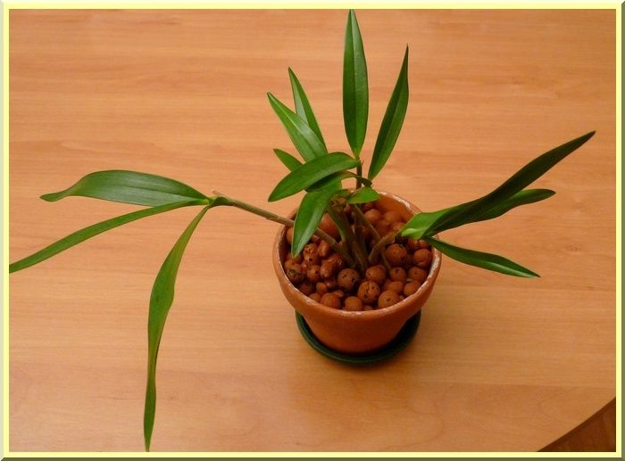 DendroKingianiumPotKeikis