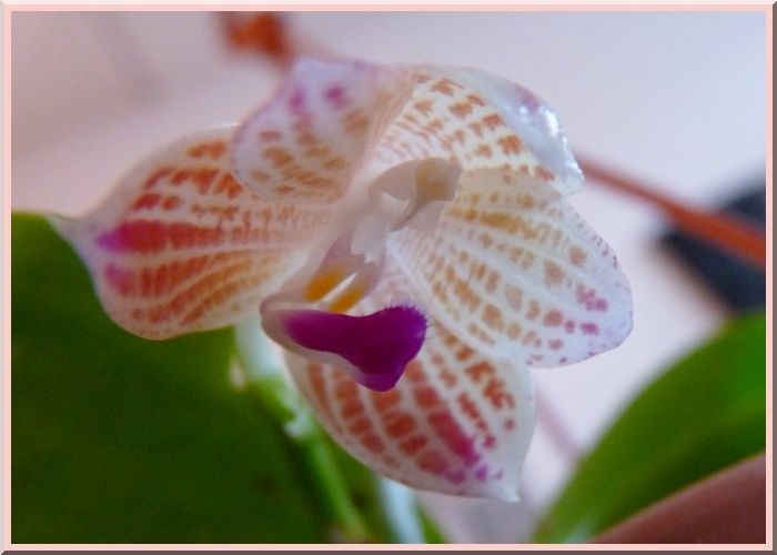 Javanica3