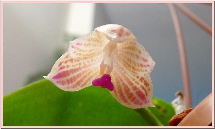 Javanica4