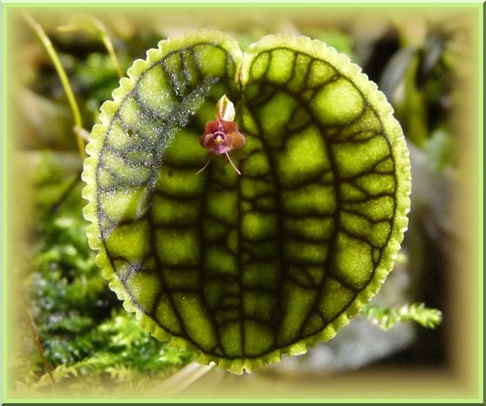 Lepanthes calodictyon