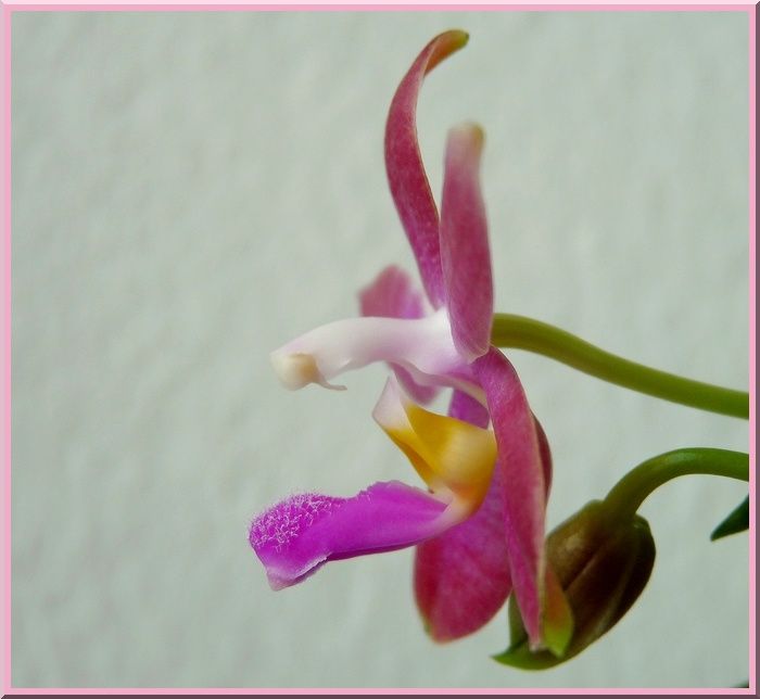 PhalJeniiferPalermoDéc2009-3