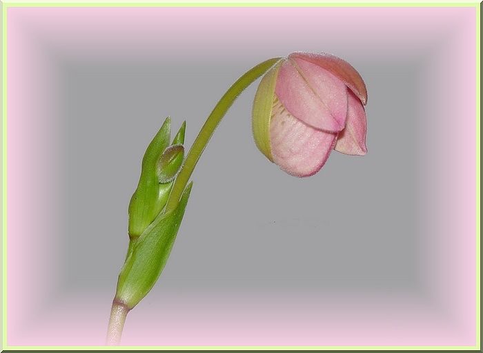 PhragHannePopowBouton2