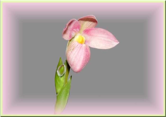 PhragHannePopowBouton3