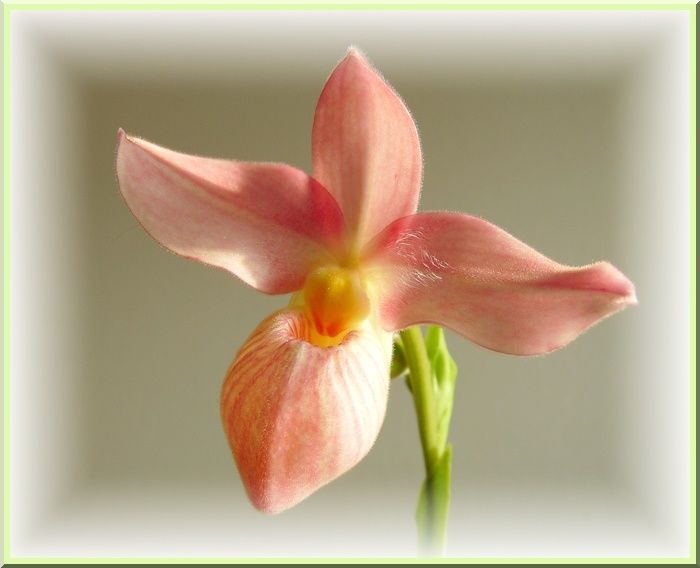 PhragHannePopowBoutonFleur