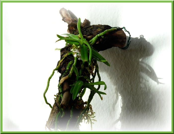 TrichoglottisTriflora1.JPG