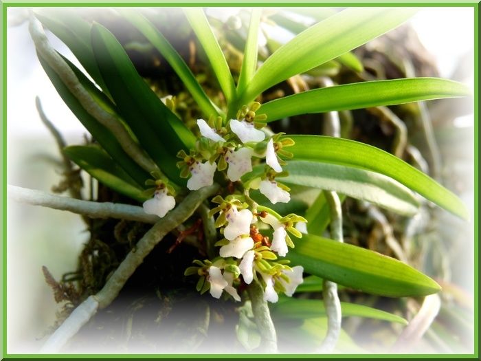 TrichoglottisTriflora2