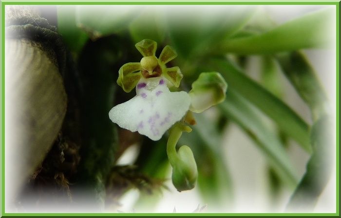 TrichoglottisTriflora3