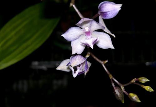 AcacallisXParadisanthus.JPG