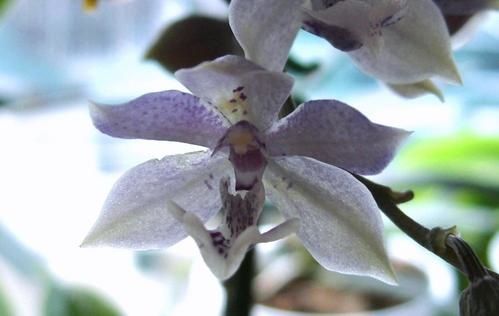 AcacallisXParadisanthus2.JPG