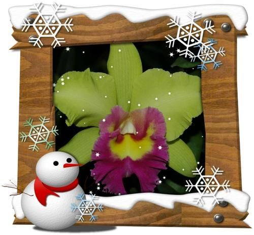 BUON-NATALE-----copie-1.JPG