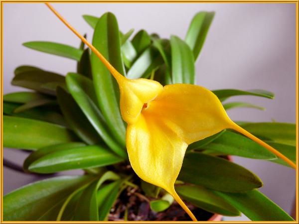 MasdeAquarius.jpg