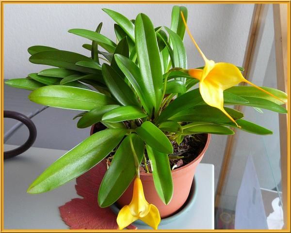 MasdeAquarius3.jpg