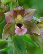 OrchidRSR1.jpg
