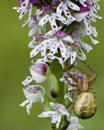OrchidRSR2.jpg