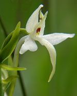 OrchidRSR3.jpg