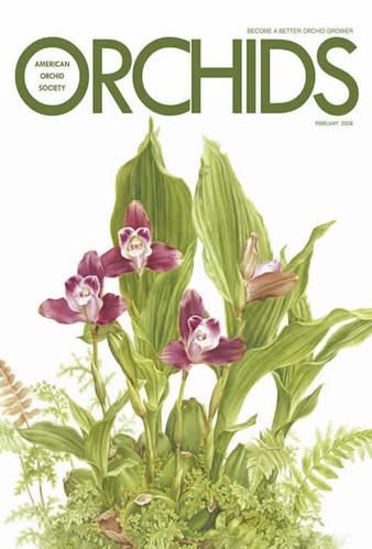 OrchidsFeb2008.jpg