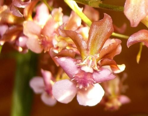 OrnithorhynchumHybrid.JPG