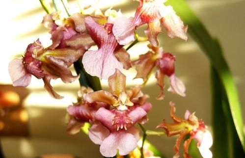 OrnithorhynchumHybrid1.JPG