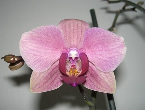 PhalHybrVieuxRose.JPG