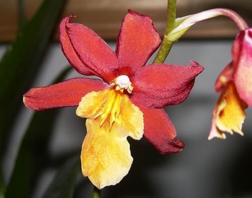 StefanIslerFleur.JPG