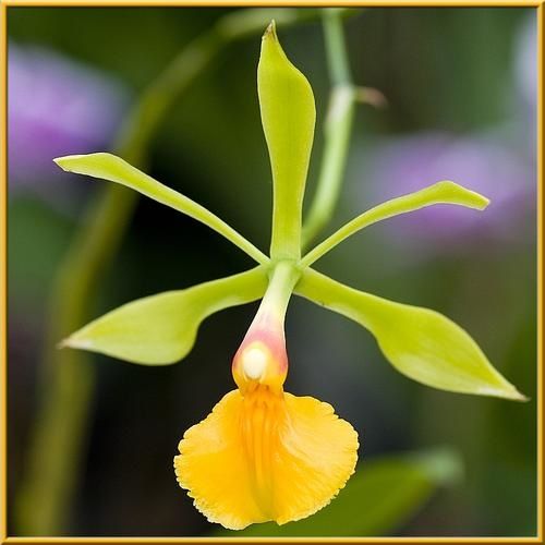 pseudepidendrum.jpg