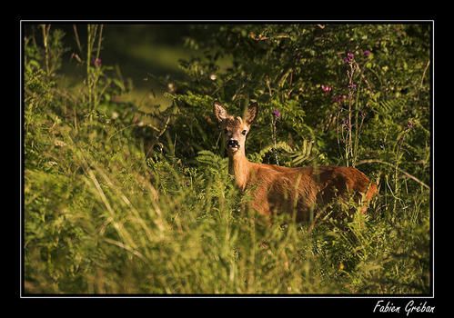 PICT8565-02-copie.jpg